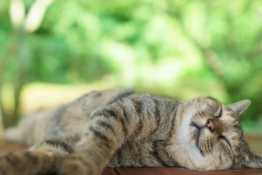 猫のリンパ腫は完治するのか　治療の方法やケアについて