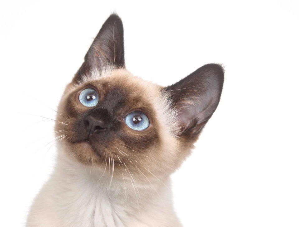 丸顔のシャム猫は希少種！？購入費用、飼育の注意点についてご紹介！
