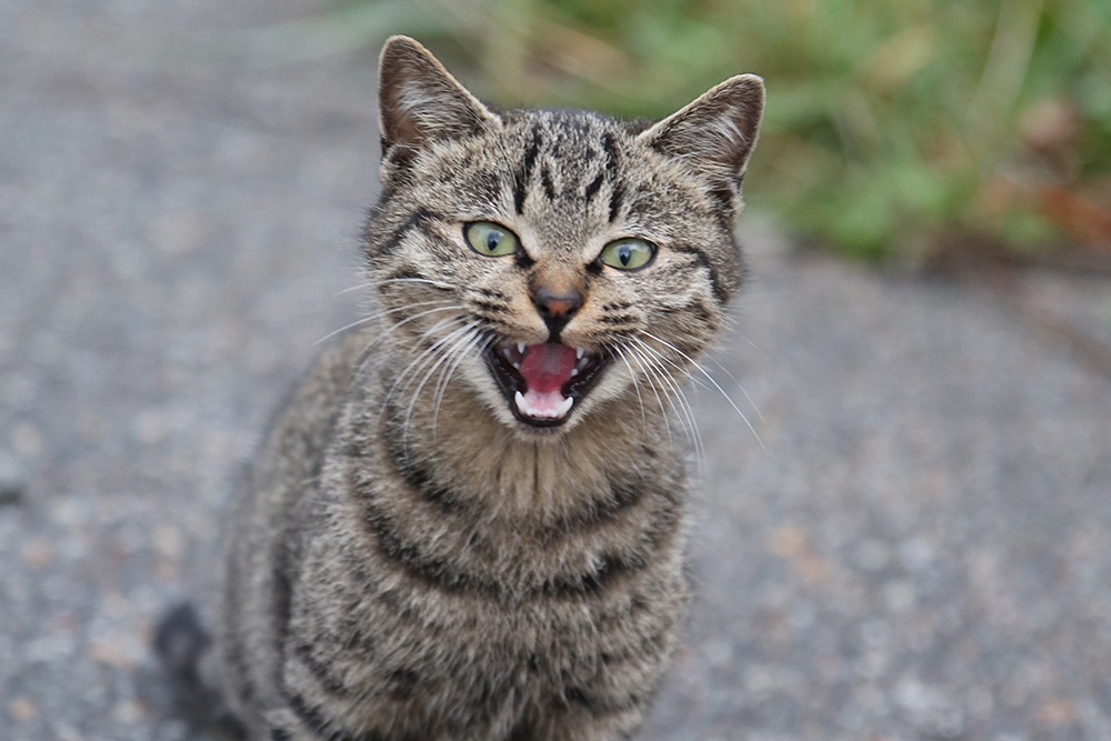猫が大声で鳴くのは、分離不安症？
