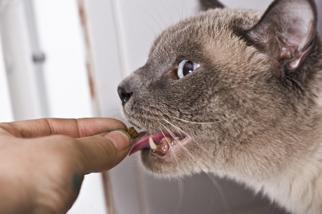 猫の口内炎の薬「ジスロマック」の効果と副作用