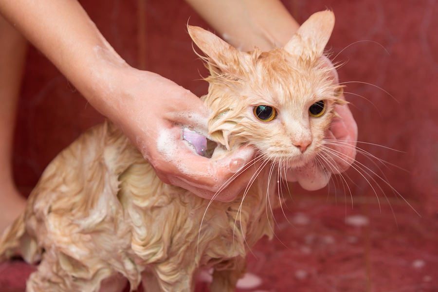 お風呂上がりの猫を早く乾かす5つのテク