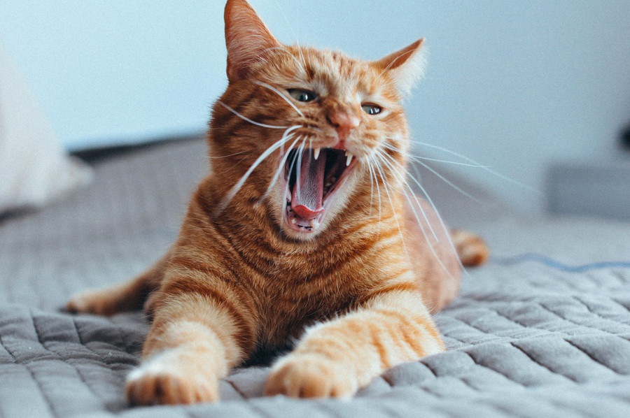 猫があくびに隠された６つの心理と注意する事