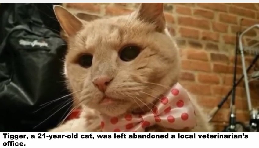 動物病院の前に捨てられていた『21歳の高齢の猫』のどんでん返し