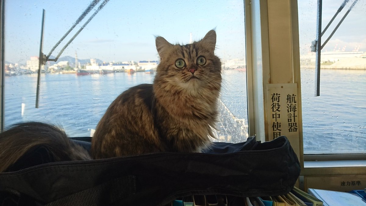 カンパチ猫船長とは 乗組員を癒す船上のアイドル