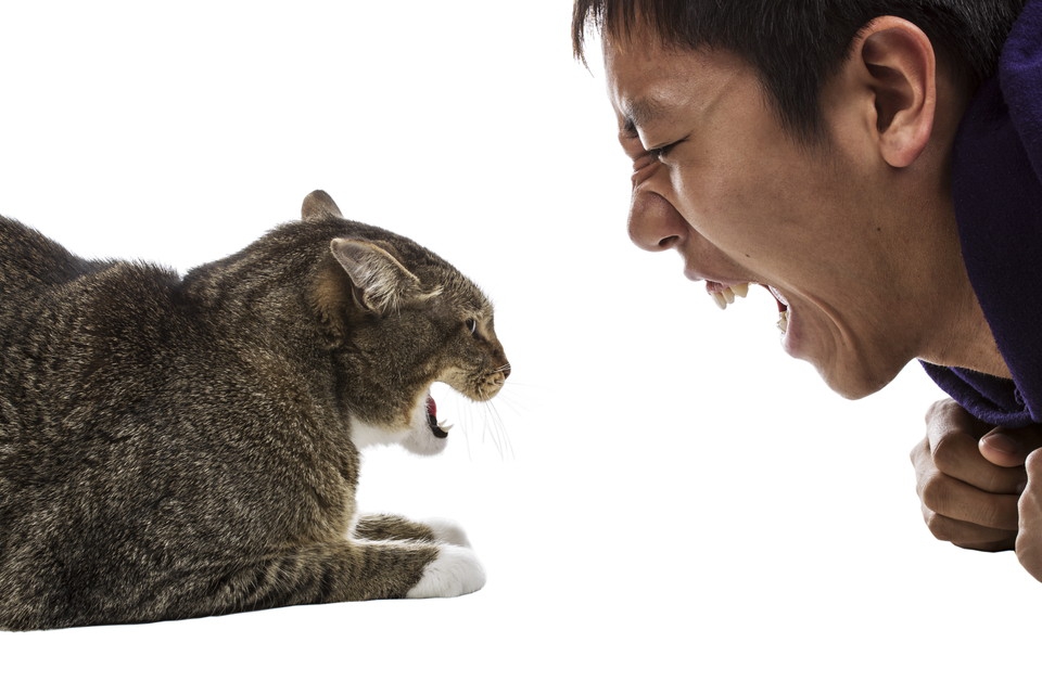 猫が嫌いな音とその活用について