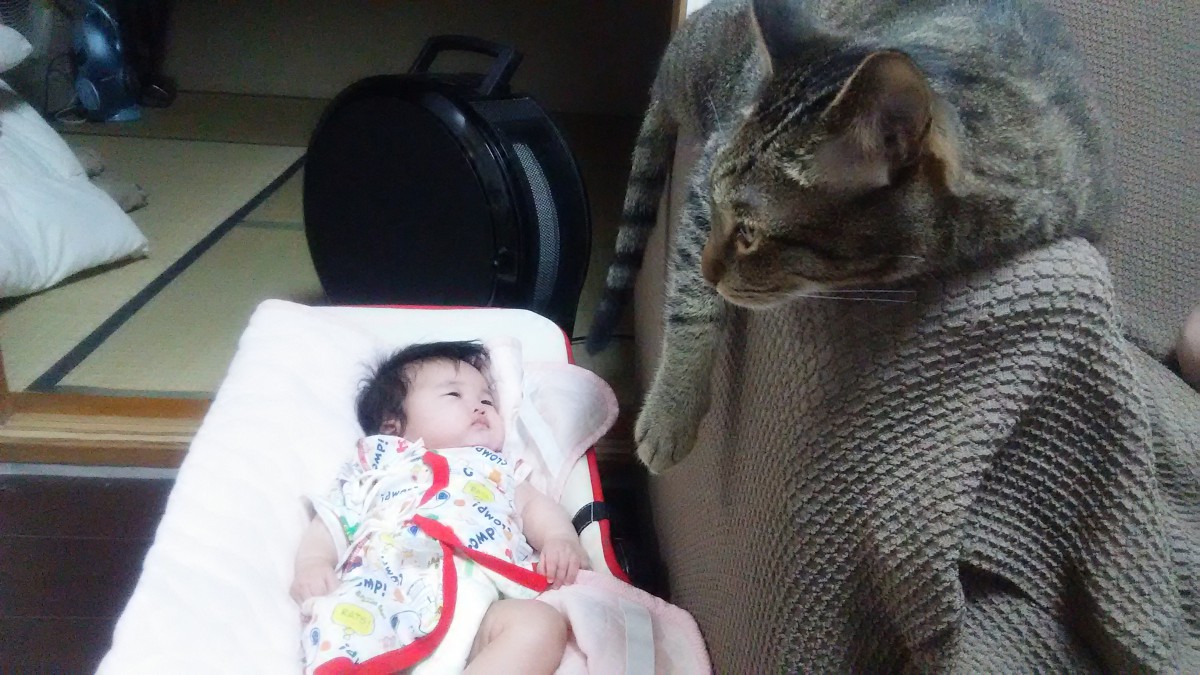 妊婦さんが愛猫と過ごす際の注意点