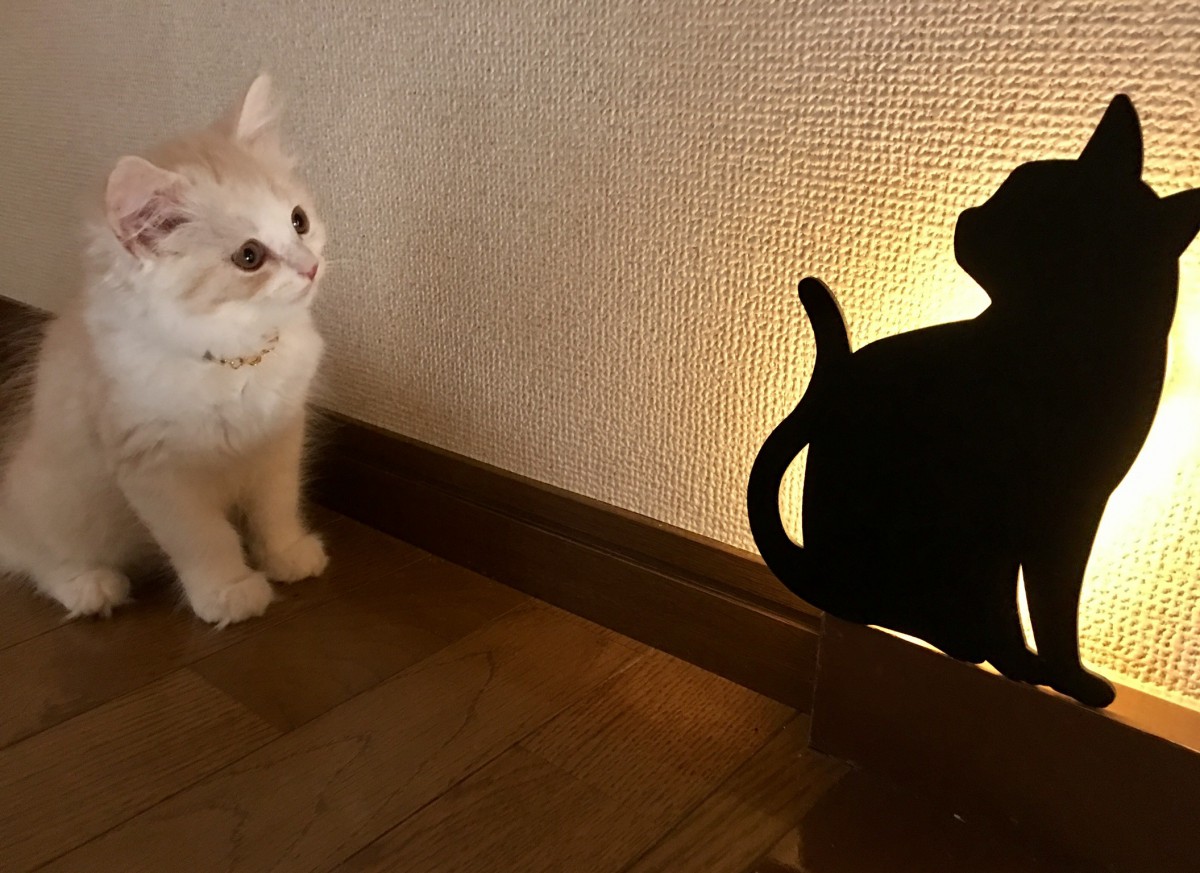 生活彩る猫雑貨　猫のシルエットが美しいキャットウォールライト