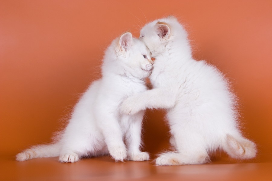 白猫とアルビノの猫との違いと見分け方、飼う時の注意点