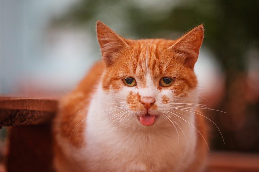 猫が舌を出す５つの理由！注意したい病気・症状について解説