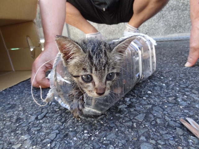 排水溝から子猫を救え！9日間に及ぶ救出大作戦の結果…