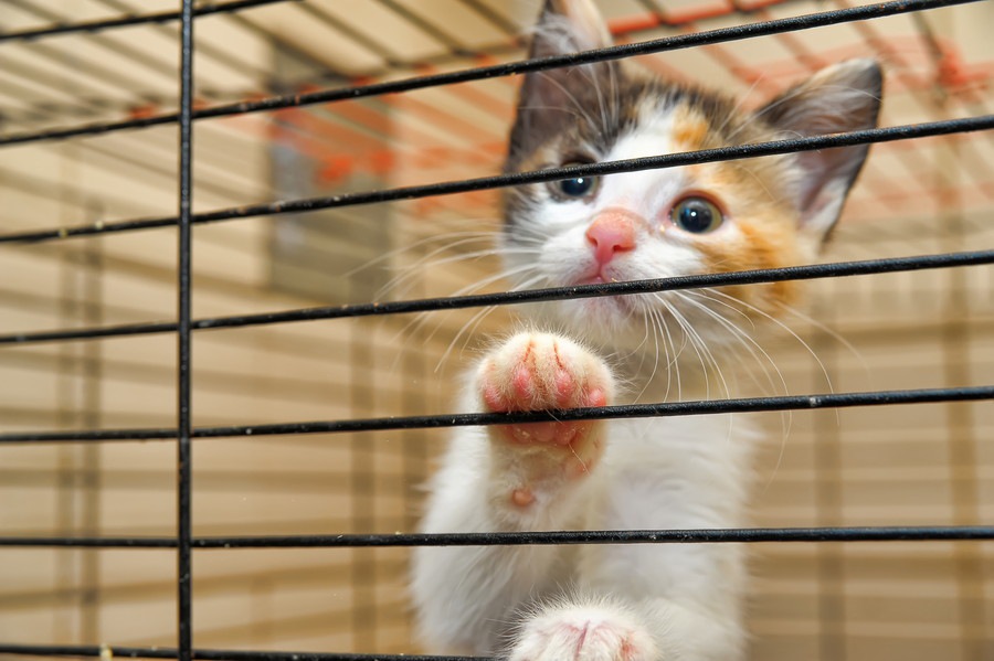 猫にカレーを与えるのが危険な理由と食べたときの対処法