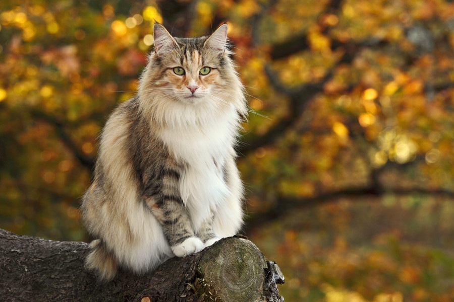 大型の猫５選！特徴や性格、飼う時の注意点まで