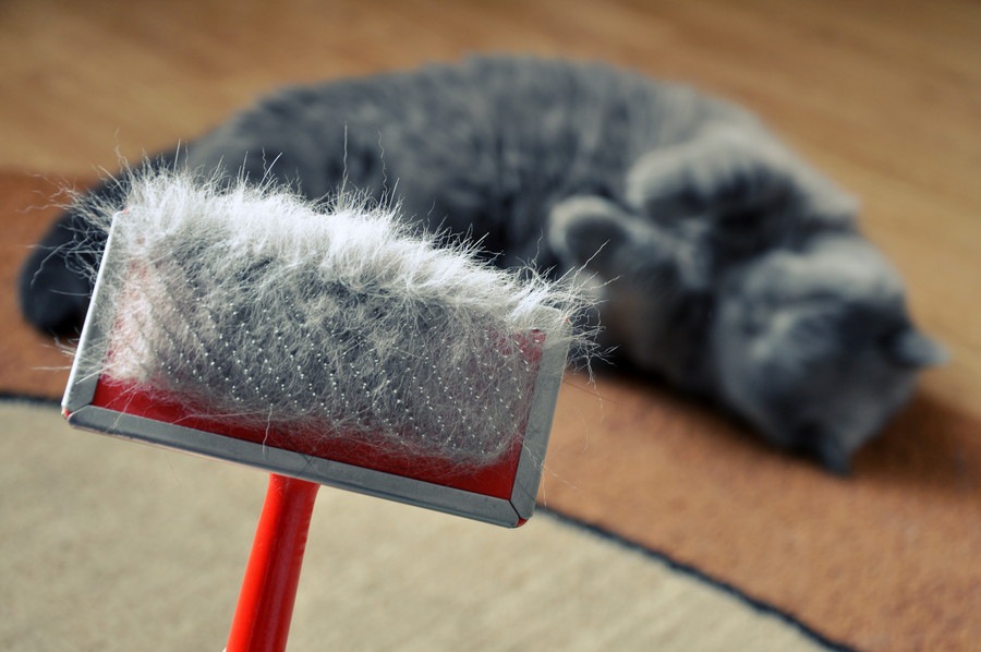 猫の抜け毛対策4選！便利な道具や利点、注意点までを丸ごとご紹介