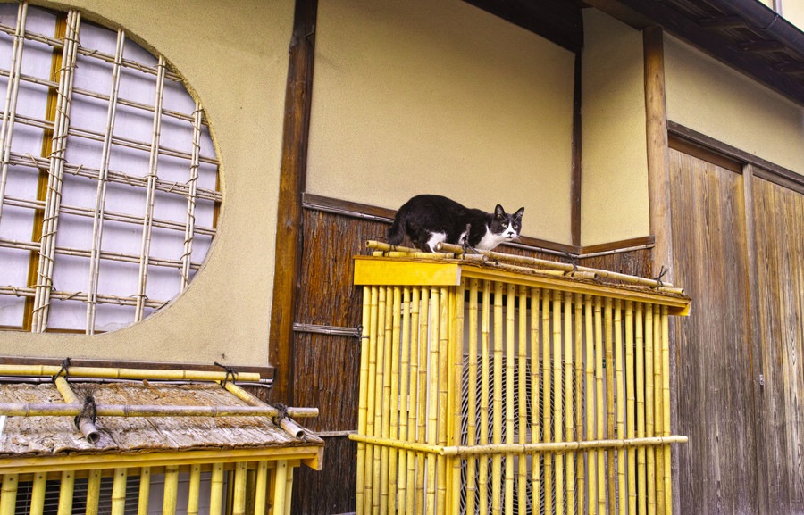 猫グッズをよく買うのは大阪の人？調査で分かった販売動向