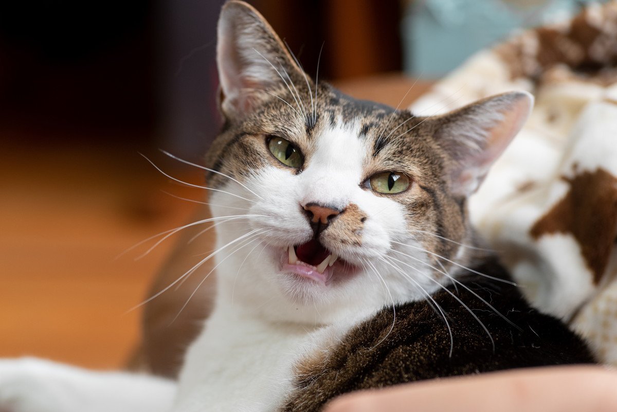 猫の『鳴き方別に見る心理』5パターンを解説!「ニャ~」「ンー」「シャーッ!」…それぞれどんなキモチ?|ニフティニュース