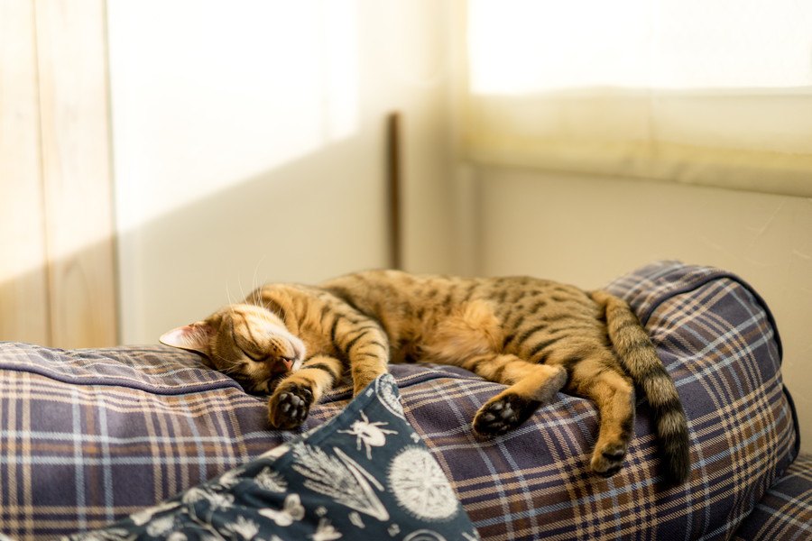 どうして猫はずっと寝てるの？夢は見る？睡眠に関する豆知識