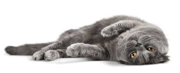 猫が尻尾の先だけ動かす６つの心理