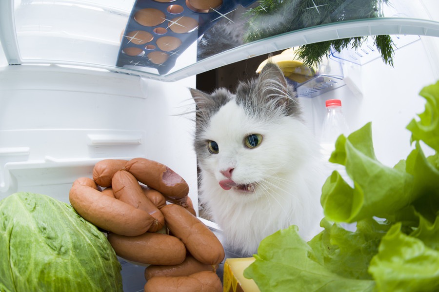 猫は小松菜を食べてもいい？栄養素と与える時の注意点を解説