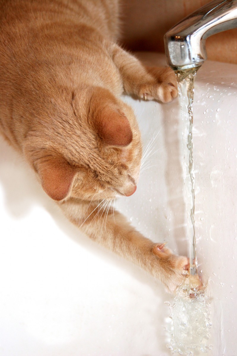 猫に水を飲んでもらうための3つの方法