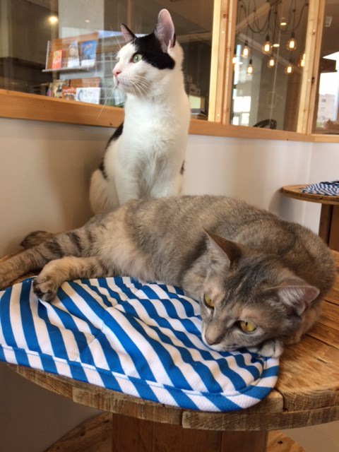 里親探し型猫カフェ「BLUE CAT CAFE」に行ってきました！