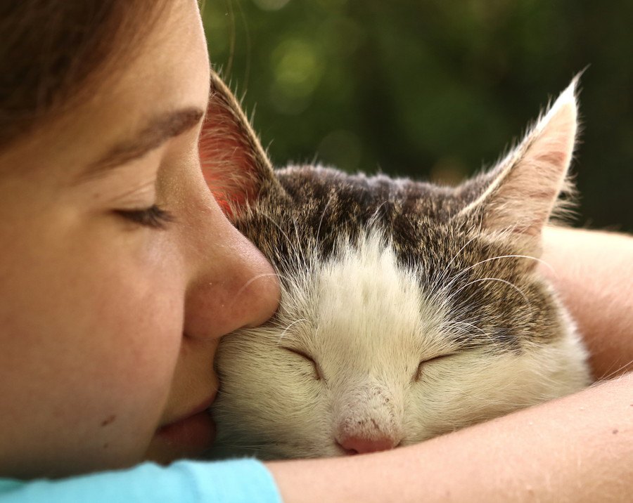 猫が飼い主の枕の上で眠る7つの心理