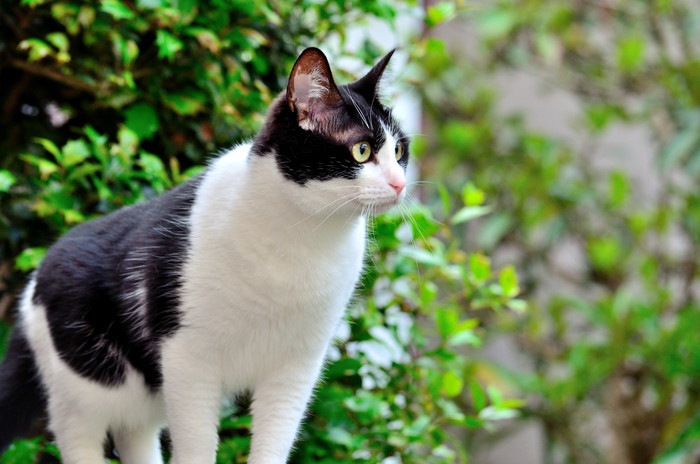 白黒の猫の特徴や性格、飼い方について