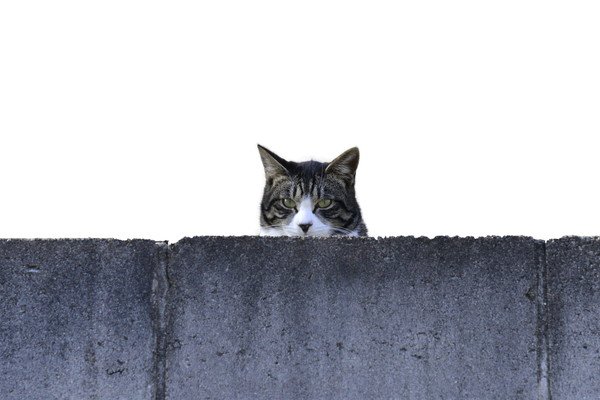 猫が虐待されてるかも？近所やSNSで見かけたらどうするべき？