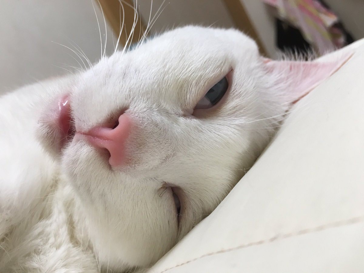 美猫セツちゃんを有名にした残念すぎる寝顔とは！
