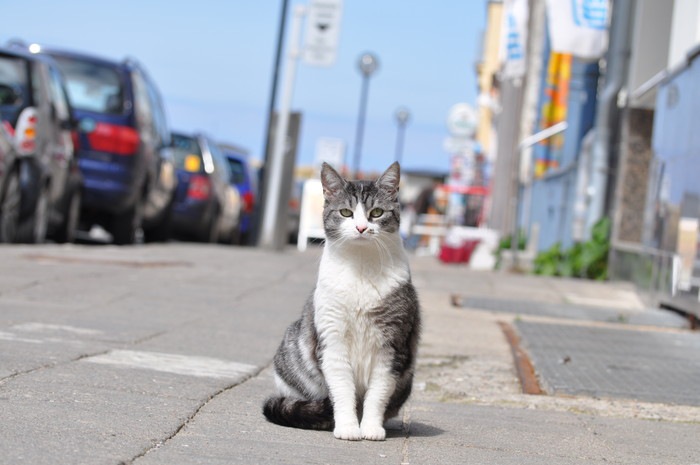 猫が交通事故に遭いやすい理由や対処の仕方