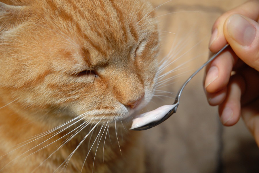 猫はバターを食べても大丈夫！こんな効果が！与える時の注意点は？