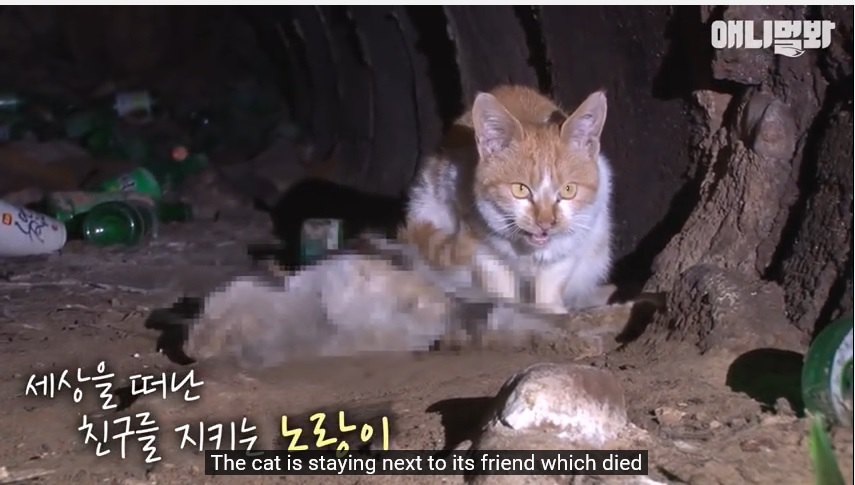 排水口のホームレス猫は、友の亡骸に寄り添っていた...