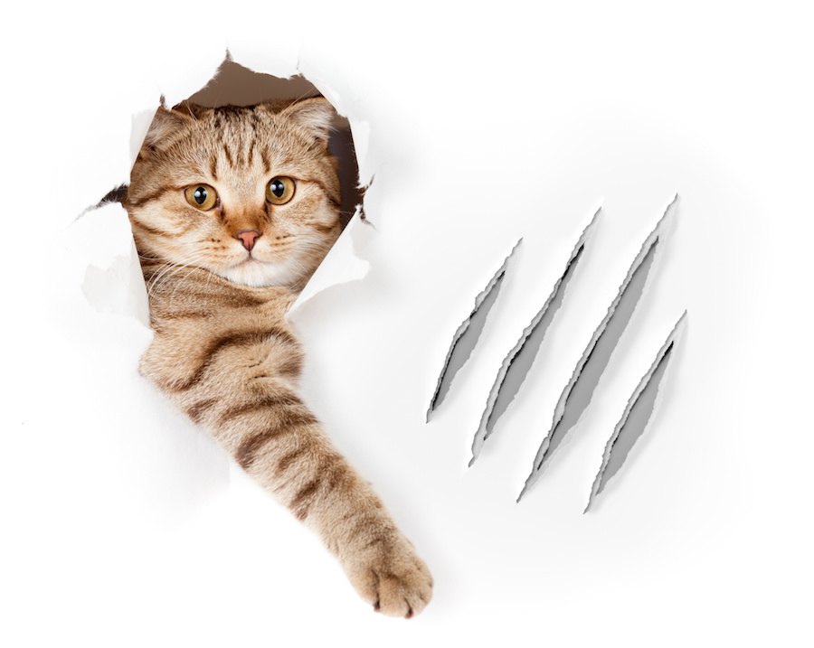猫の爪が割れる原因と対処法