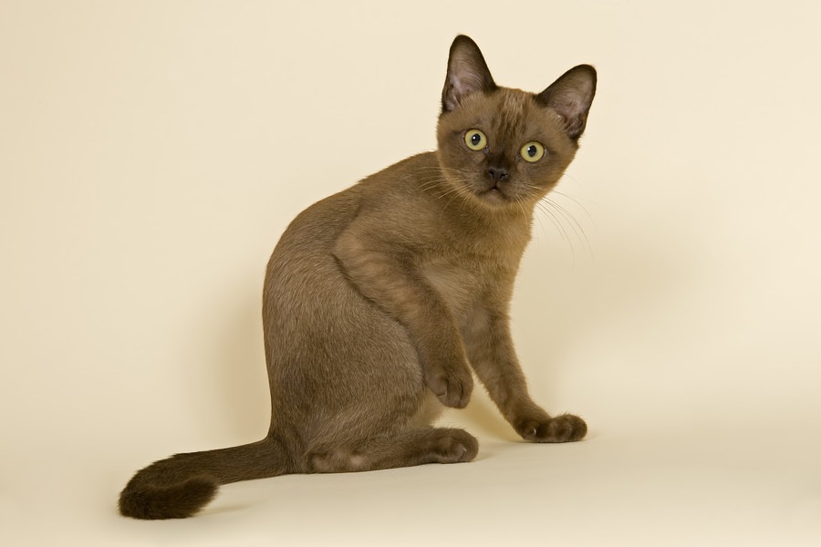 エイジアンという猫の特徴や性格、値段から飼い方まで