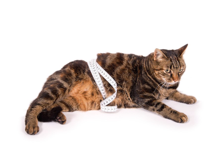 猫の下腹部に「たるみ」があるのはどうして？ルーズスキンと肥満の違い