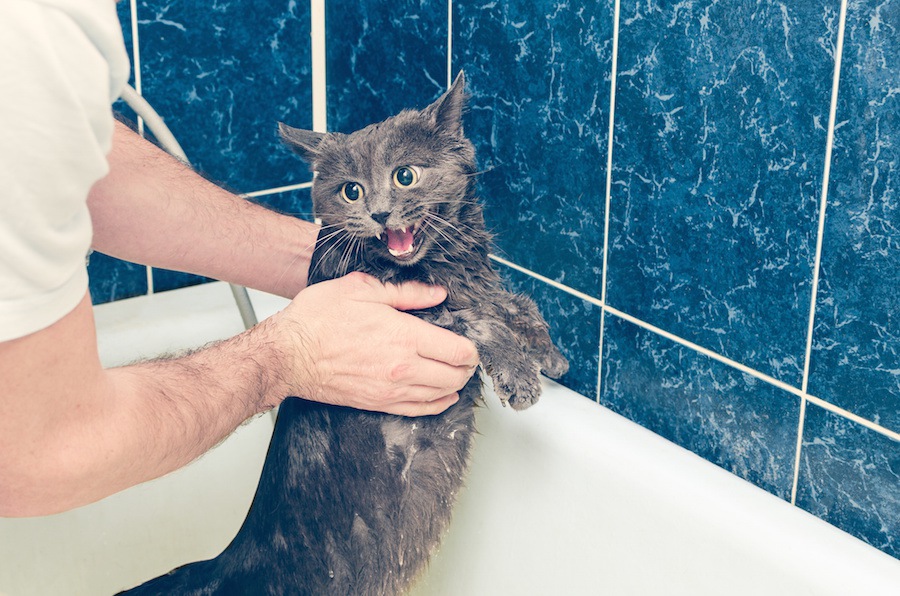 猫がお風呂で暴れる理由と正しい入れ方のコツ