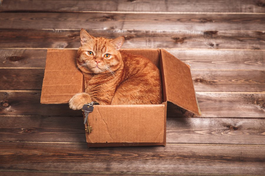 猫はどうして箱が好きなの？4つの理由
