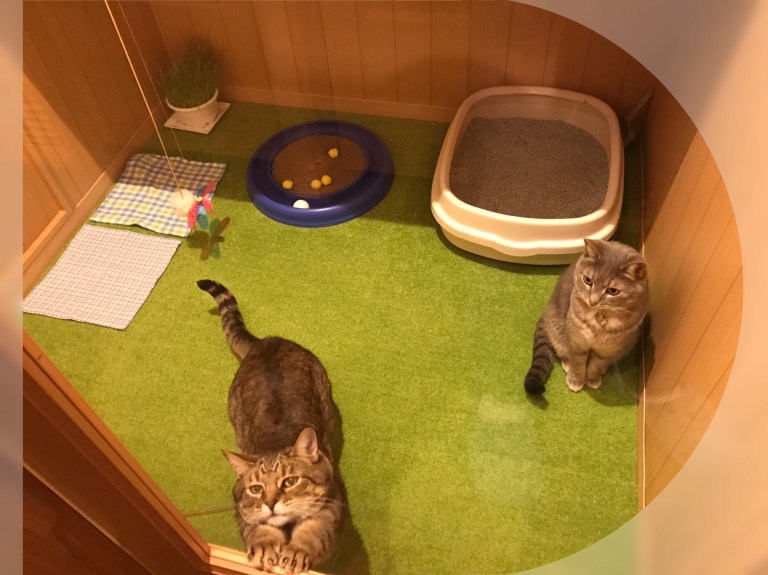猫が泊まれる東京のペットホテルおすすめ３選