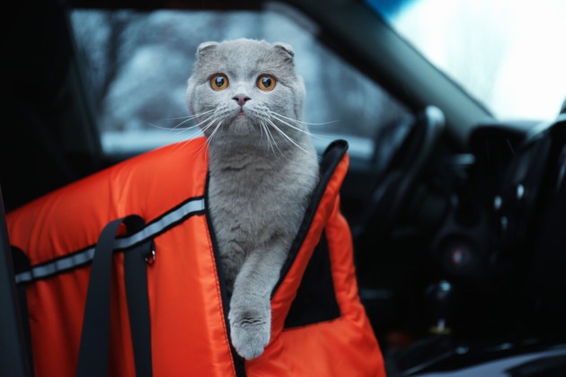 猫と外出する際に必要な準備と気をつける５つのこと