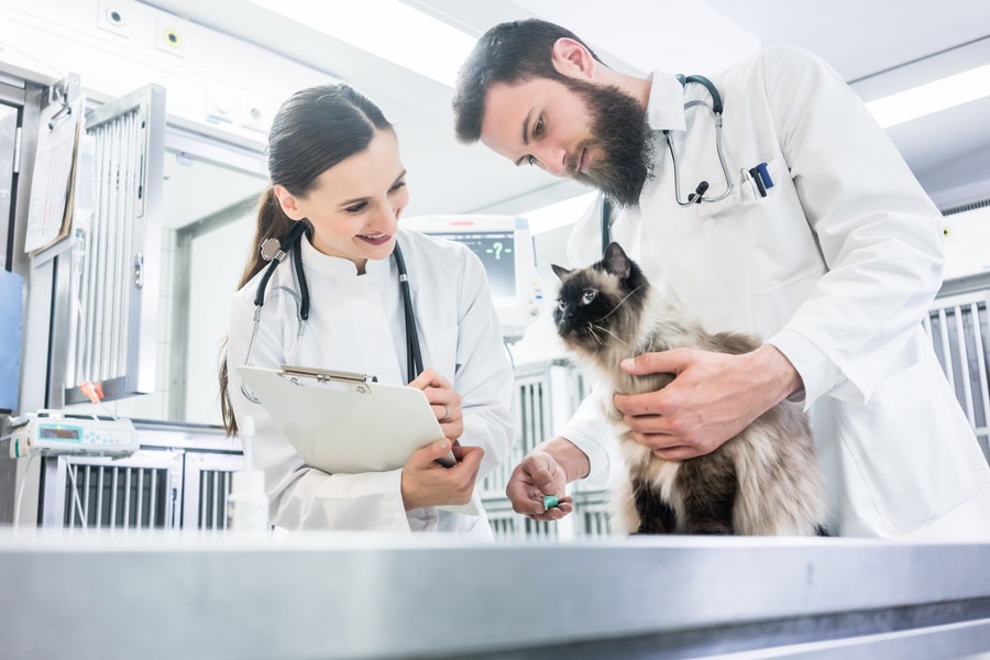 備えあれば憂いなし！「猫のための家庭の医学」の内容とは？