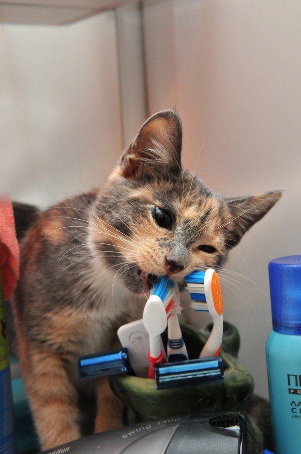 歯ブラシで猫をナデナデするとうっとりしちゃう３つの理由