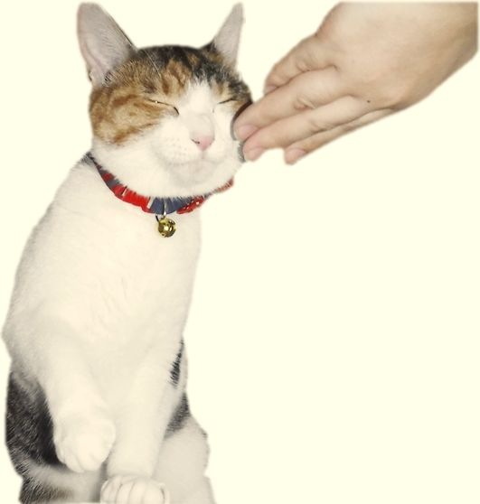 猫に「お手」を教えるために大切な３つのポイント