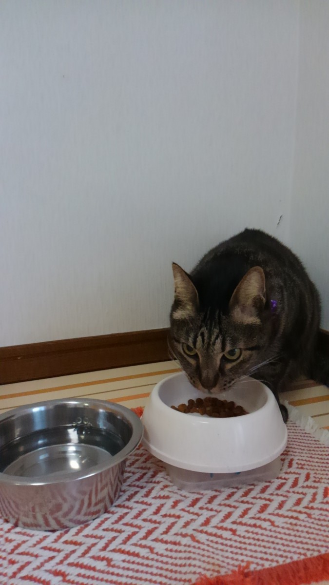 我が家の猫のお気に入り♡シニアの猫ちゃんにおすすめ！「ピュリナワン11歳以上腎臓健康サポート」