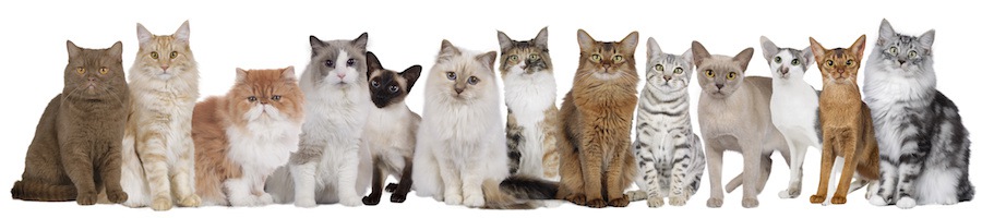 猫の体型・ボディタイプの6つの分類と特徴