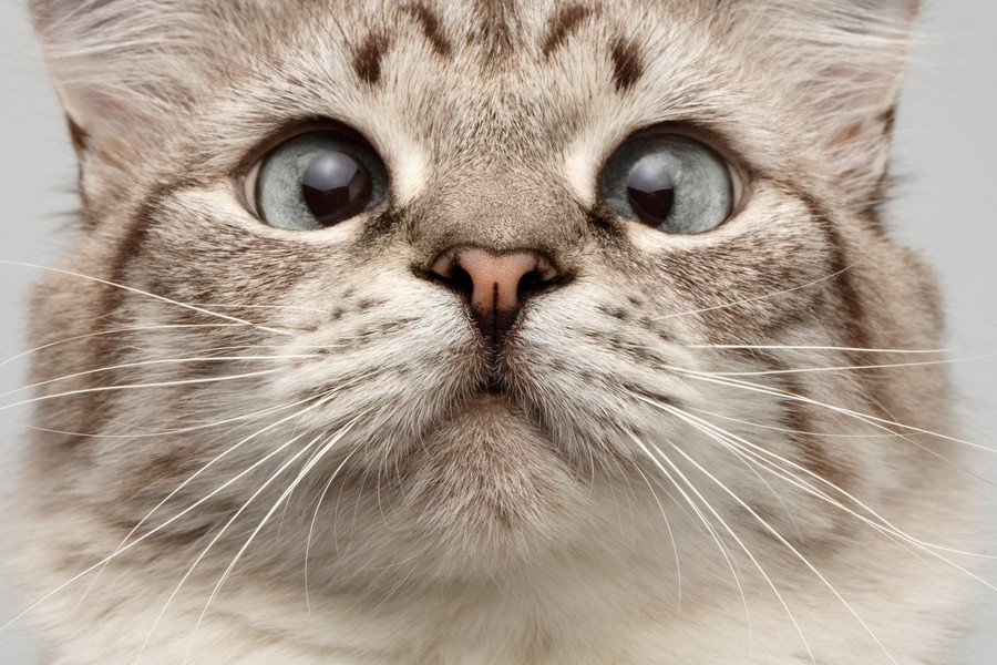 猫はカメラが嫌い？そむける顔を上手に撮る５つの方法