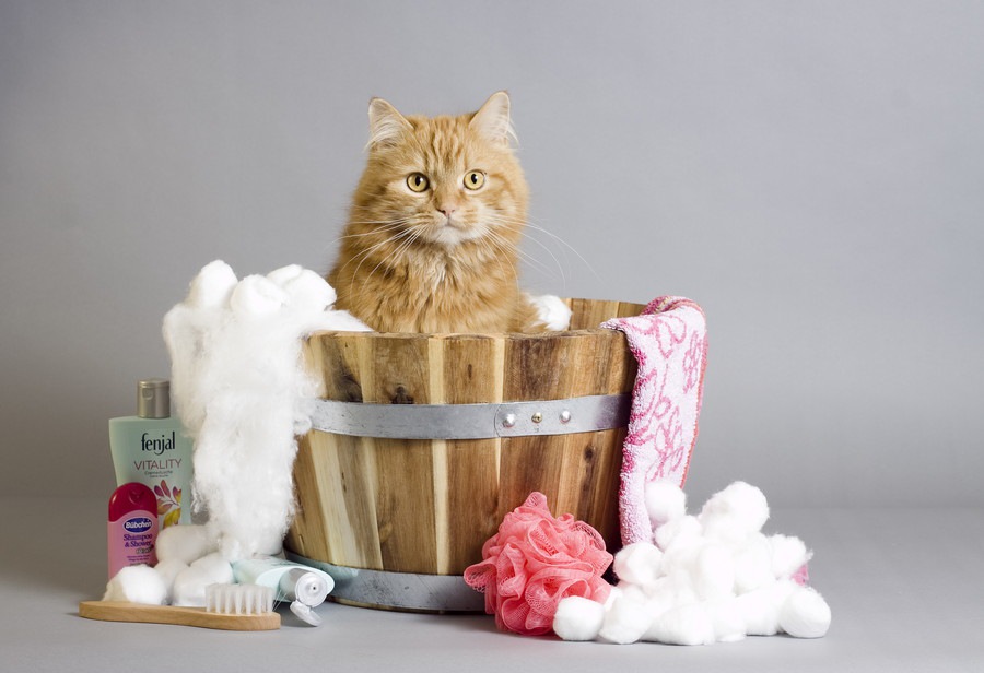 猫はタオルが好き！健康管理にも役立つ活用法
