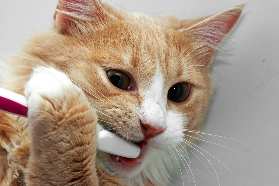 猫の歯磨きの正しい方法とその必要性