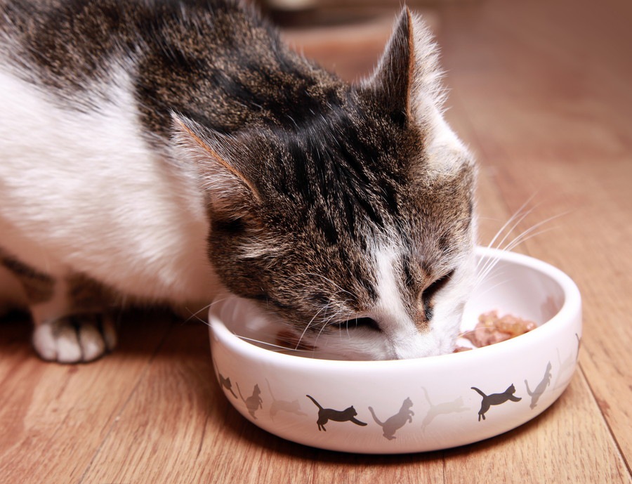猫がおやつしか食べないのはどうして？３つの理由