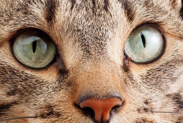 猫の目にゴミが入っている時の取り方と注意点