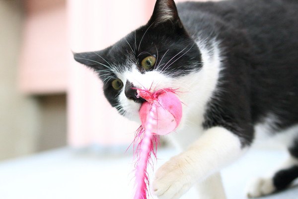 猫に紐で遊ばせる３つのリスクと誤飲した時の対処法