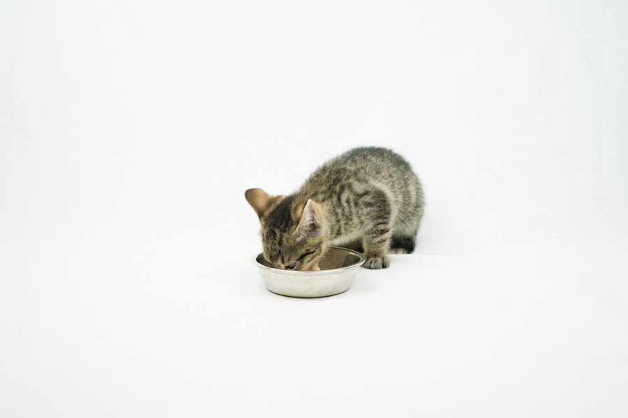 猫と犬の餌にはどんな違いがある？食べさせても大丈夫？